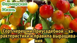 Сорт черешни Приусадебной – характеристики и правила выращивания