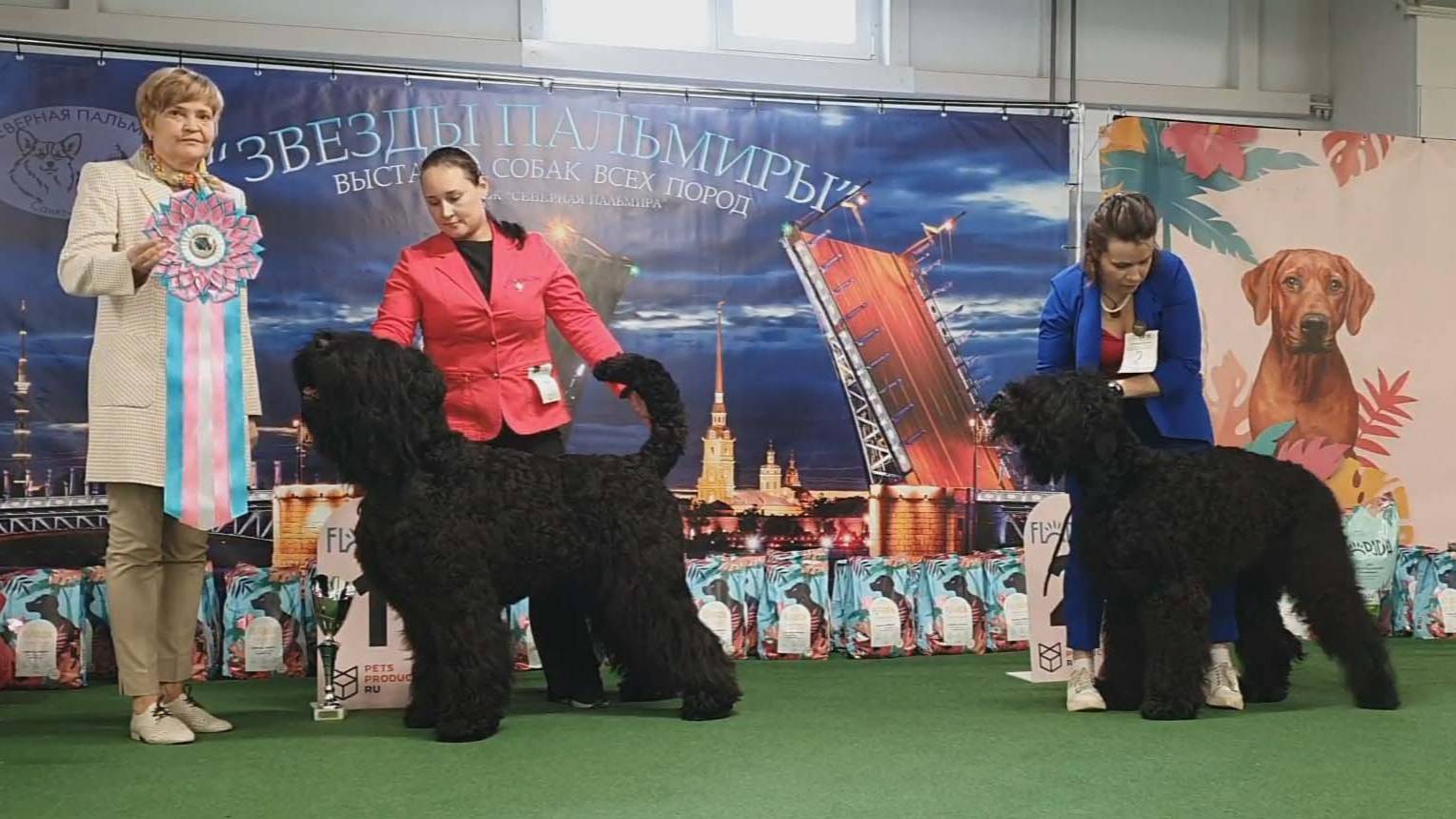 29.03.2025, СПб. Клуб "Северная Пальмира" (РКФ, РФСС). Моно РУССКИЙ ЧЕРНЫЙ ТЕРЬЕР"