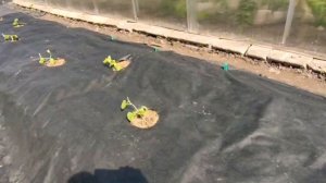 Посадка арбузов и дынь в Тверской области