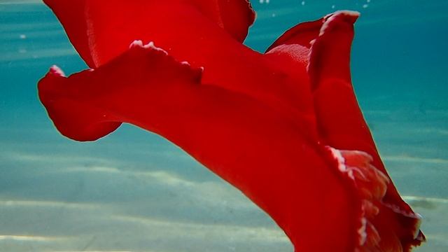 Испанский танцор (Hexabranchus sanguineus).Spanish dancer.Sheraton Soma Bay Resort 5.С Л.Драч.