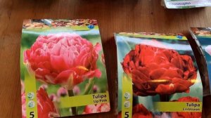 ПОГОДАСрочно готовимся к ОБРЕЗКЕ и укрытию РОЗ✂️Клаймберы пригибать или обрезатьНовые тюльпаны лук