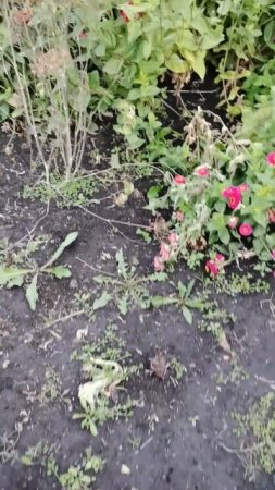 Урожайный огород в сентябре