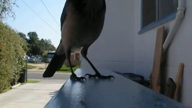 Scrub Jay (Aphelocoma californica) смотреть онлайн