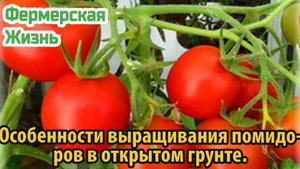 Особенности выращивания помидоров в открытом грунте