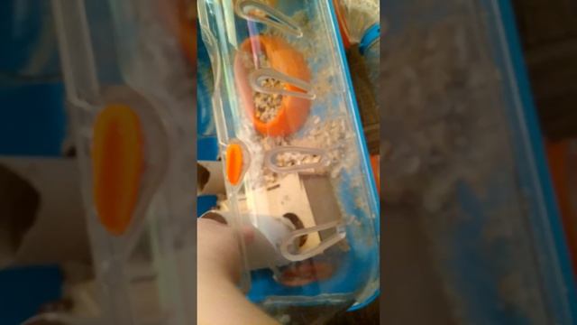 жизнь хомяка Сони смотреть онлайн