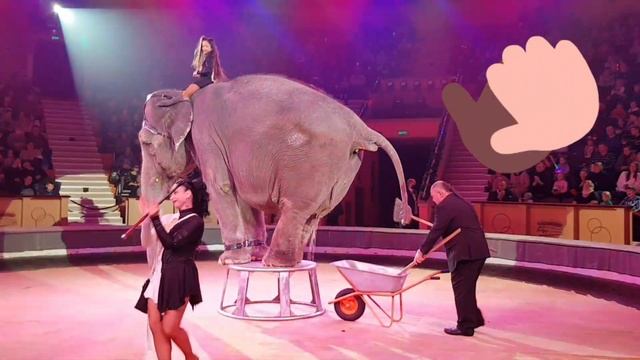 Цирк. Ржака! Слон навалил прямо на выступлении смотреть онлайн