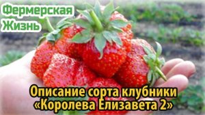 Описание сорта клубники «Королева Елизавета 2»