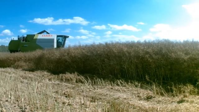 Żniwa rzepaku i talerzowanie u Agro Mazury 2017- claas tucano 430 смотреть онлайн
