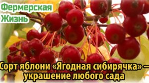 Сорт яблони «Ягодная сибирячка» – украшение любого сада