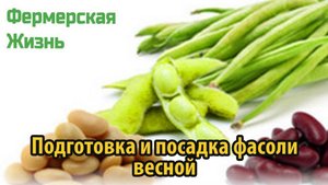 Подготовка и посадка фасоли весной
