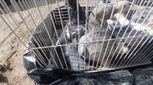 Бозори Конибодом Панчшанбе Нархи Кафтар Бедона Мург имруза