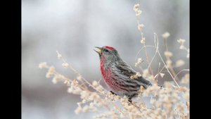 Возвращаются певцы