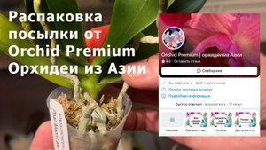 Распаковка посылки от Orchid Premium Орхидеи из Азии