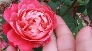 Любимые цветы в саду. Розы, гортензии, клематисы, астильбы, флоксы. 20 июля