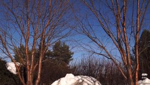 ДЕРЕВО С НЕОБЫКНОВЕННОЙ КОРОЙ \ ЧЕРЁМУХА МААКА \ ДЕКОРАТИВНОЕ ДЕРЕВО ДЛЯ ОЗЕЛЕНЕНИЯ И ЛАНДШАФТА