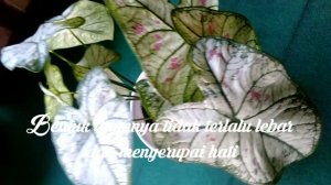 Caladium strawberry star