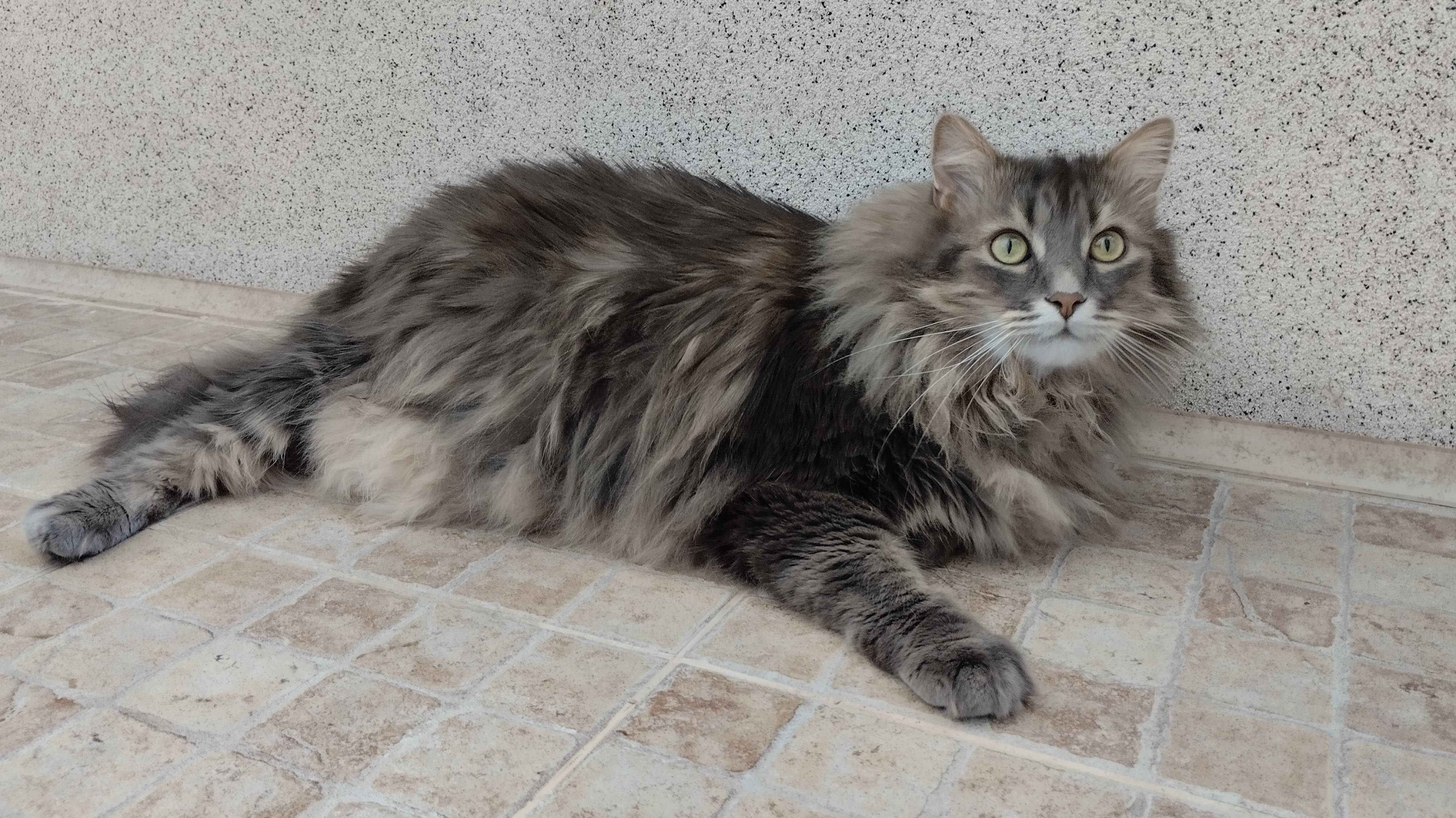 Кот