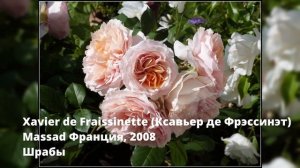 Заказ роз на весну 2023! Питомник ЭЛИТ