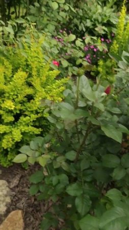За 5 минут до урагана и грозы #сад #розы #garden #roses