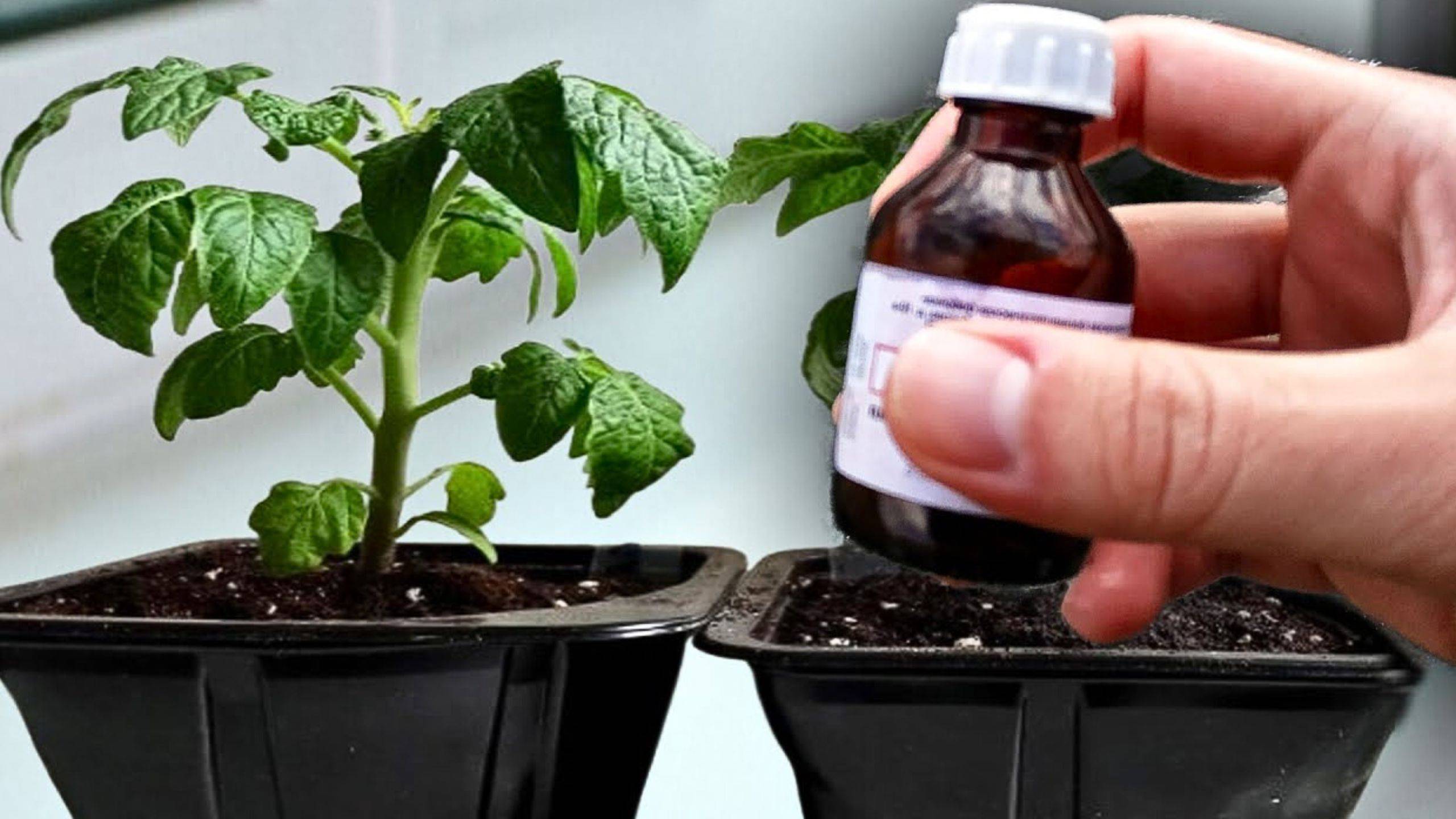 🌿 Хотите крепкую рассаду? Простой способ усилить рост корней и зелени без химии!