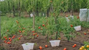 Виноград Бажена характеристика и описание сорта, посадка и уход - Ягоды