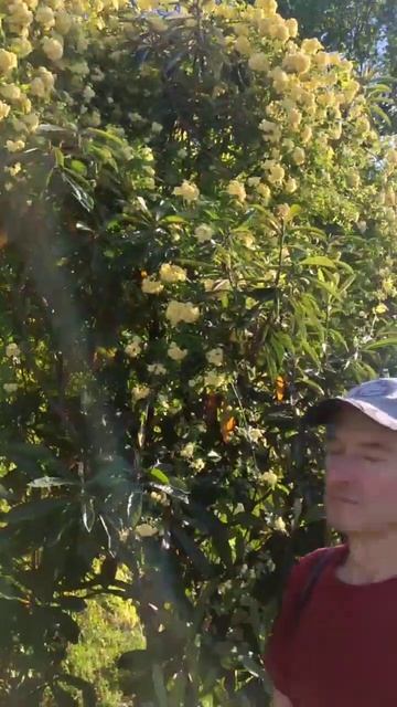 Огромный цветущий куст смотреть онлайн