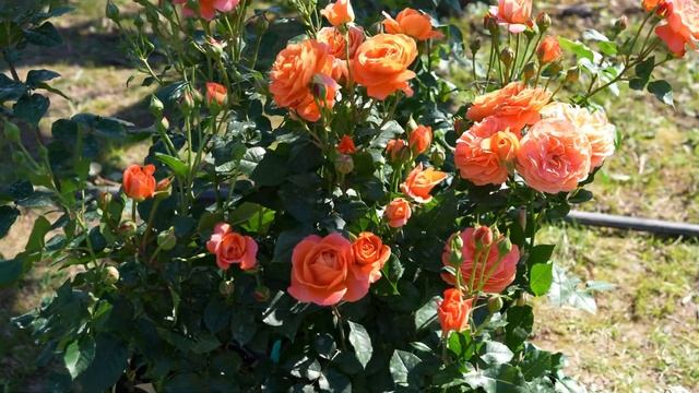 Рассказываем про сорт "Феникс" смотреть онлайн