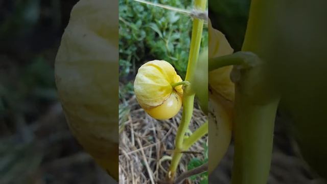 Физалис | Physalis #физалис #physalis #Solanaceae #паслёновые