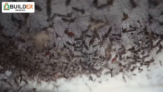 Pasukan Nyamuk Wolbachia Bisa Menyelamatkan Jutaan Nyawa Manusia, Bagaimana Caranya?