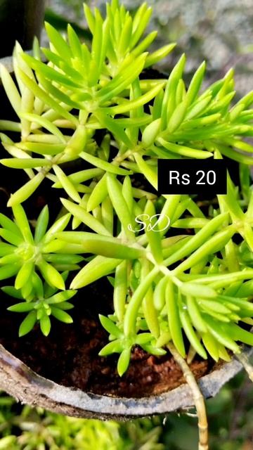 Online plant sale||low cost plants||Salu Diaries#shorts#youtubeshorts