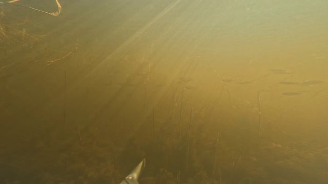 Рефтинское водохранилище
Подводная охота