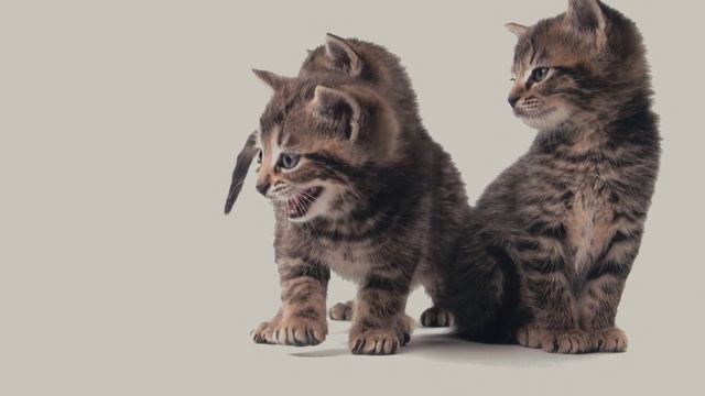 Внутри разума кошки / Что происходит в голове у кошки