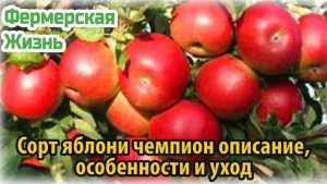 Сорт яблони чемпион описание, особенности и уход