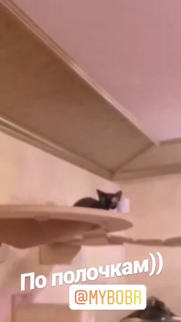 Котодром для Моти