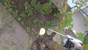 Спиливание деревьев. Спилить каштан возле подъезда