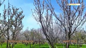 Весна Таджикистана 2025 (Гафуров) природа таджикистана / nature of tajikistan / winter in tajikistan