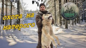 ОХОТА НА ВОЛКОВ /ДОБЫЛИ МАТЕРОГО/ ИСТРЕБИЛИ СТАЮ