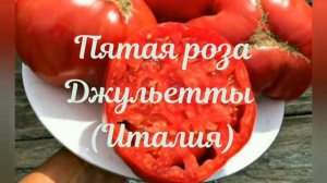 Мечты сбываются_ индетерминантные сорта томатов, которые давно хотела посадить