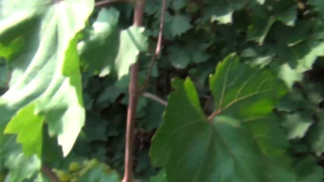 ВНЕКОРНЕВЫЕ ПОДКОРМКИ для ВЫЗРЕВАНИЯ ЛОЗ и ЯГОД винограда. ПОЛЬЗА и РИСК смотреть онлайн