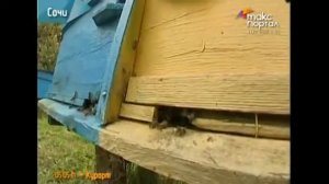 Макспортал КОСП