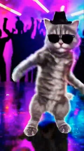 Cat’s Groovy Disco Dance