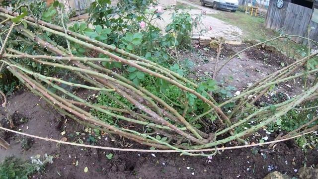 Укрытие плетистой розы. Часть 2 смотреть онлайн