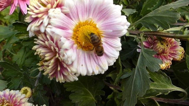 Очень красивая.зимующая хризантема. смотреть онлайн