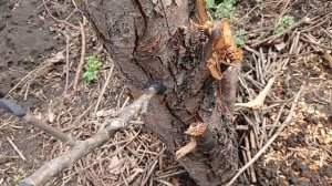 эксперименты на дереве, скрещиваю три в одном