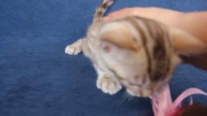 Бенгальские котята