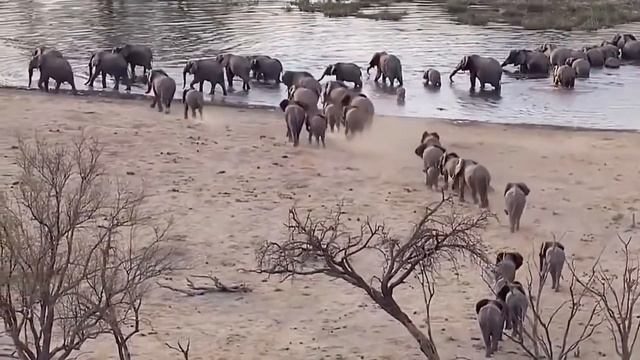 Fight Or Die, Elephant and the Crocodile, Leopard and the Otter | Explore African Wildlife смотреть онлайн