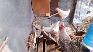 Куры, весна..... С 1 апреля!