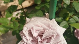 Роза Шато Мертийю