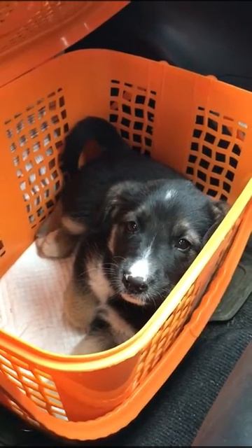 Малышка Пенни ищет дом смотреть онлайн