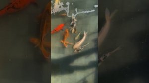 Мои Карпы Кои